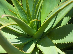 The Healing Properties And Benefits Of Aloe Vera