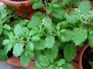 Holy Basil: An Incomparable Remedy For Stress Relief