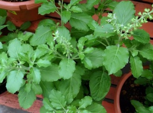 Holy Basil: The Ultimate Solution for Alleviating Stress