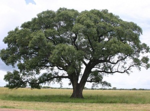 Is African Marula Oil The Secret To Anti-Aging?