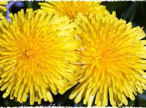 Dandelion: The Surprising Power of this Medicine Wheel Plant!