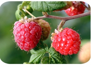 Red Raspberry