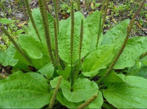 Plantain