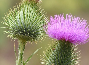 Thistle