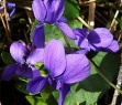 Sweet Violet