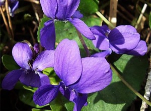 Sweet Violet