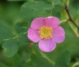 Wild Rose