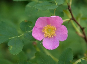 Wild Rose