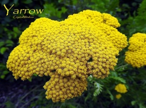 Yarrow